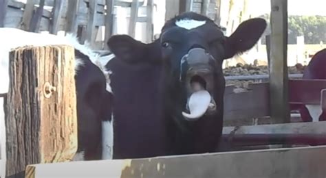 Why Do Cows Like Music and the Allure of Aural Bliss for Our bovid Friends